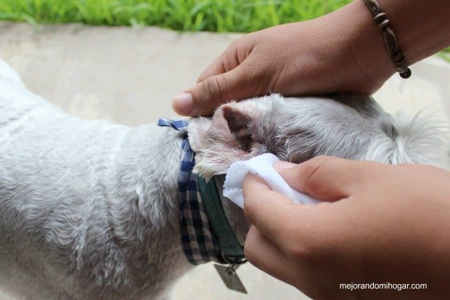 como limpiar las orejas de tu perro