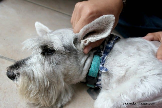 How to clean your dog ears