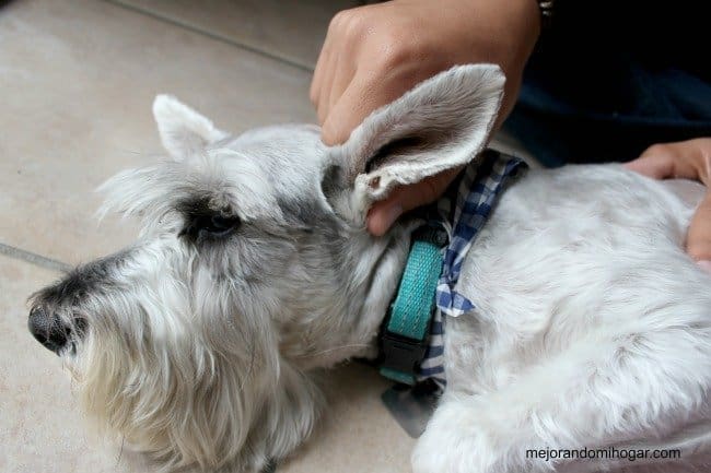 como limpiar oidos schnauzer 