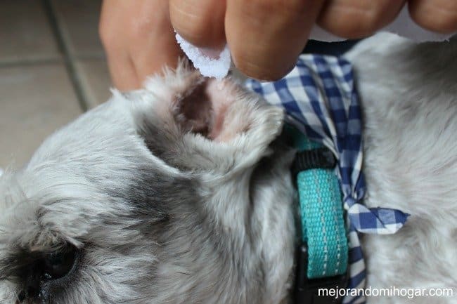 clean your dog's ears
