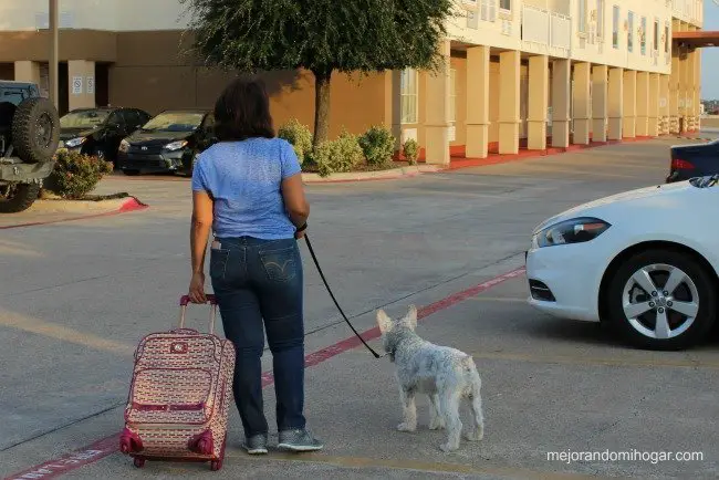 hospedarte-en-hotel-que-acepte-perros