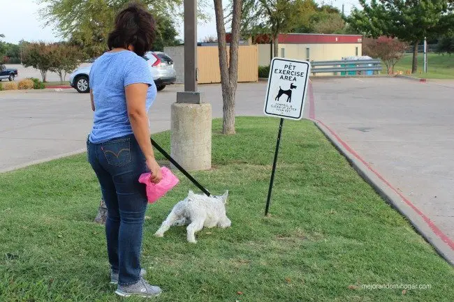 Tips para hospedarte en un Hotel con tu Perro