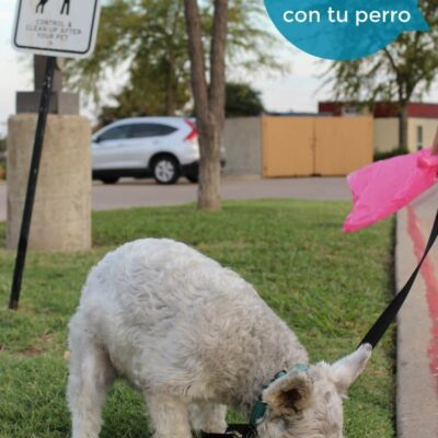 Tips para hospedarte en un Hotel con tu Perro