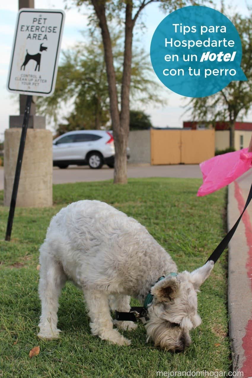 tips-para-quedarte-en-un-hotel-con-tu-perro