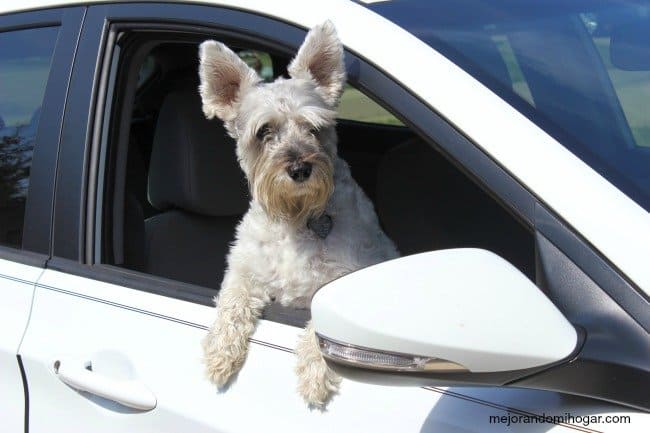 roadtrips-with-your-dog
