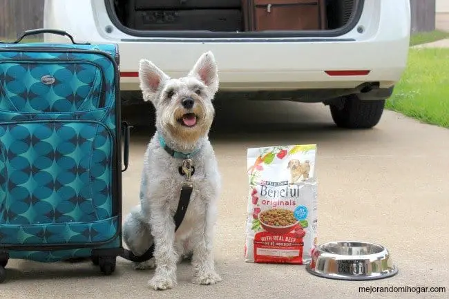 tips for making long distance trips with your dog