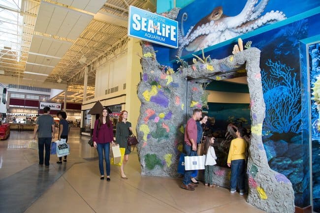 Sea Life Aquarium. Foto: Cortesía de Grapevine Mills