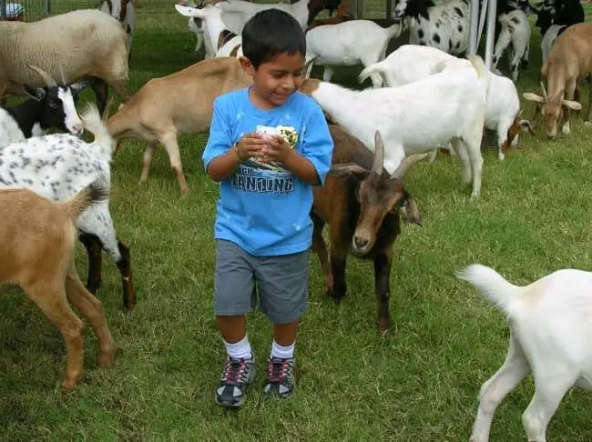 alimentos que vienen de la granja a tu familia