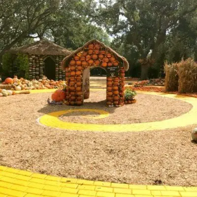 Visit pumpkin patch pumpkins in Dallas Arboretum