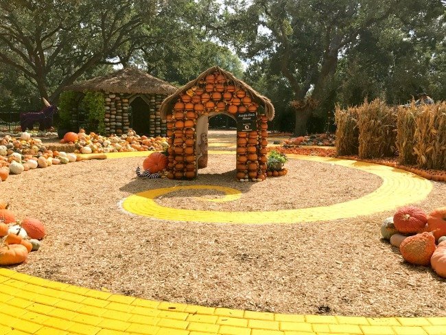 Pumpkin patch at Dallas Arboretum 