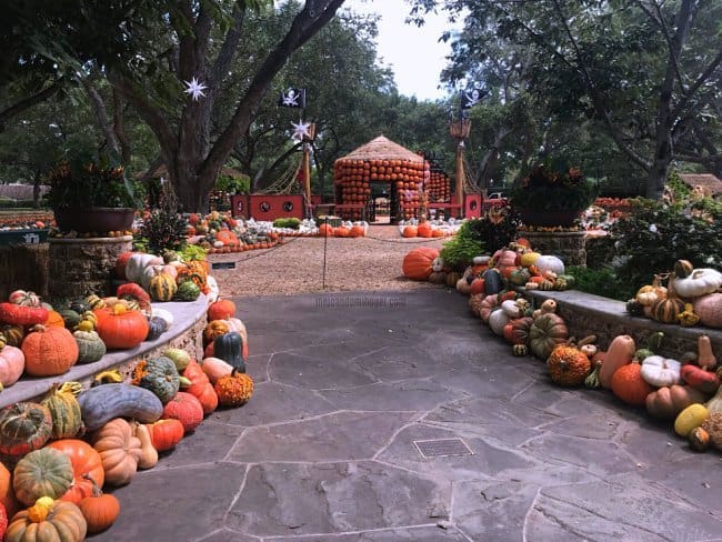 Pumpkin Patch de Dallas Arboretum