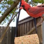 bird feeder craft