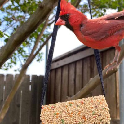 EASY Homemade bird feeder, Great DIY activity for kids