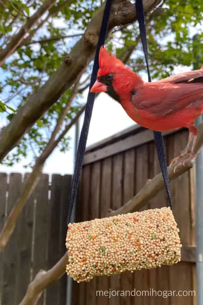 como hacer un comedero para pájaros