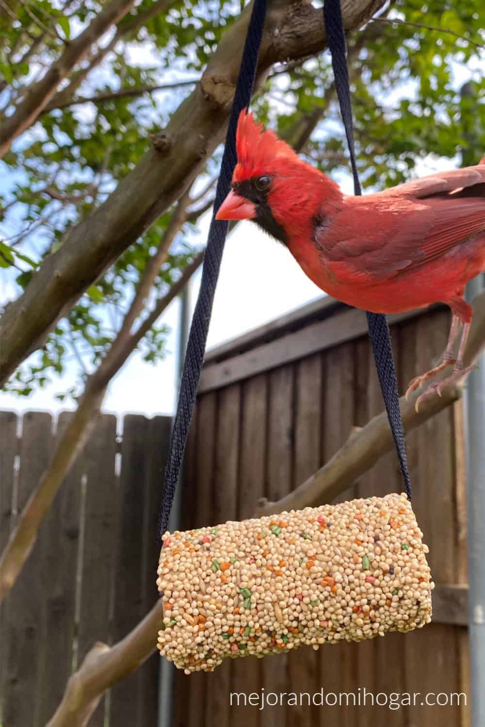 alimentador para pajaros