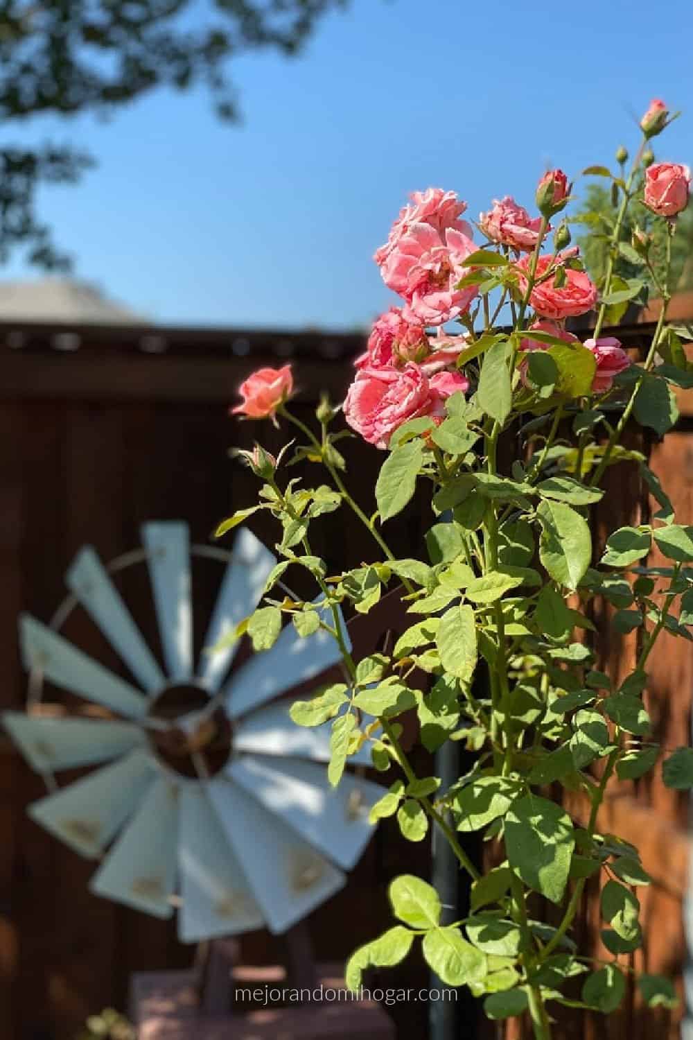 tips para cuidar tus plantas y abonos caseros