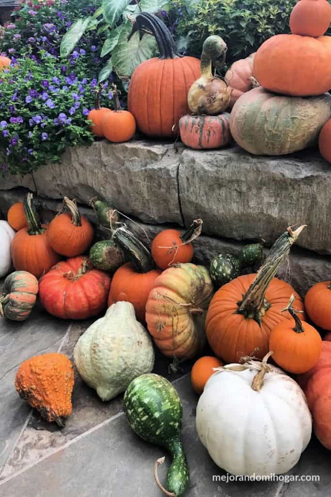 SOME TYPES OF PUMPKINS USED FOR COOKING