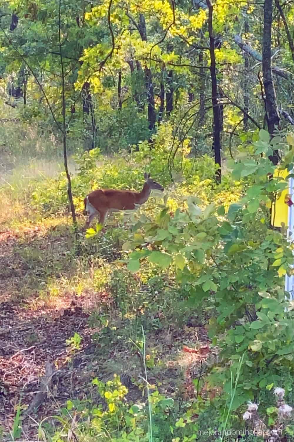 venados en cooper lake state park