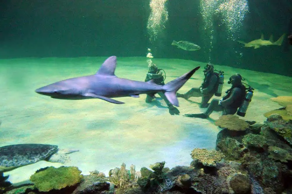 mandalay bay kids shark aquarium