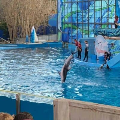 Consejos para Comprar tus Pases de Sea World San Antonio