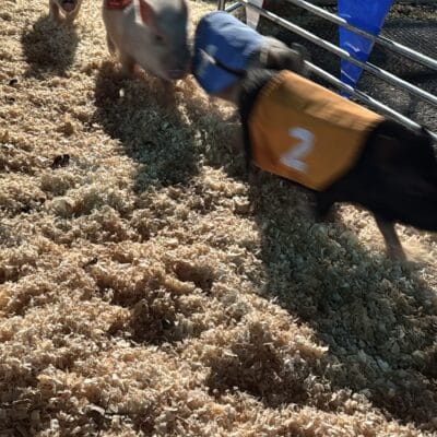 San Antonio Rodeo: Free Activities for the Whole Family
