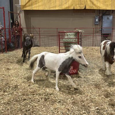 San Antonio Rodeo: Actividades gratis incluídas en tu ticket de entrada
