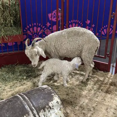 San Antonio Rodeo 2025: Free Activities for the Whole Family